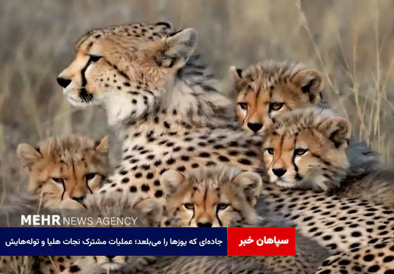 جادهای که یوزها را میبلعد؛ عملیات مشترک نجات هلیا و تولههایش