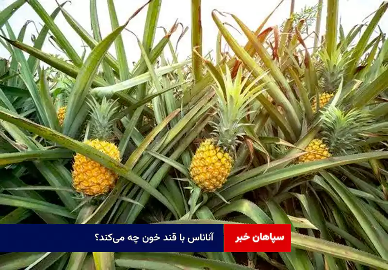 آناناس با قند خون چه می‌کند؟