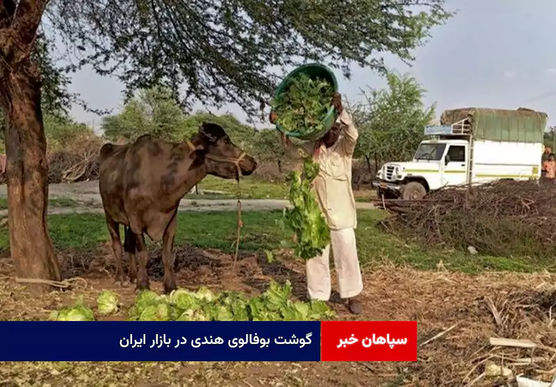 گوشت بوفالوی هندی در بازار ایران
