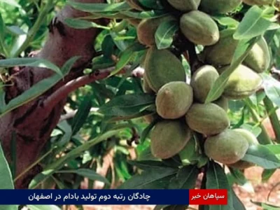 چادگان رتبه دوم تولید بادام در اصفهان