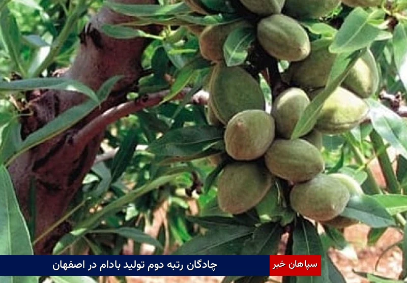 چادگان رتبه دوم تولید بادام در اصفهان