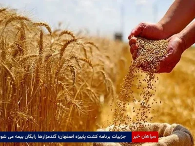 جزییات برنامه کشت پاییزه اصفهان؛ گندمزارها رایگان بیمه می‌شود
