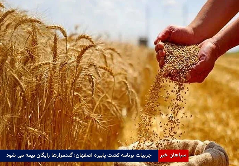 جزییات برنامه کشت پاییزه اصفهان؛ گندمزارها رایگان بیمه میشود