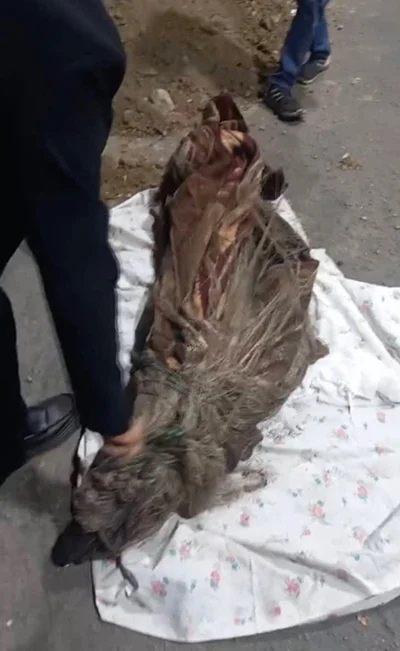 کشف راز قتل زن جوان پس از شش سال از دل باغچه